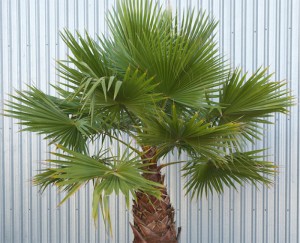 Cotton Palm