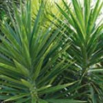 Soft Tipped Yucca