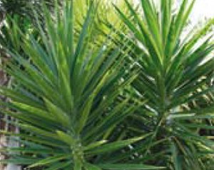 Soft Tipped Yucca