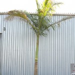 King Palm