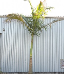 King Palm