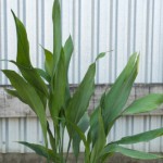 Cast Iron Plant - Palm