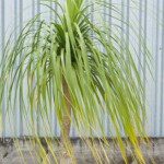 Ponytail Palm