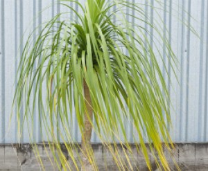 Ponytail Palm
