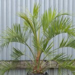 Jelly Palm