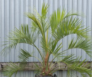 Jelly Palm