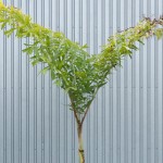 Chinese Fishtail Palm