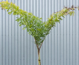 Chinese Fishtail Palm