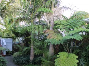 another shot of the back yard