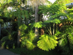 concrete with palms