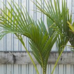 nikau