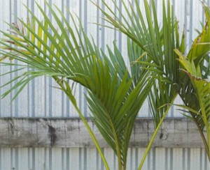 nikau