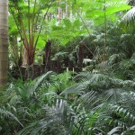 palm tree forest