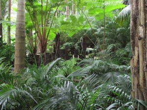 palm tree forest