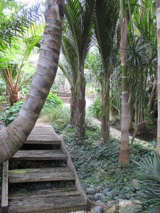 palm trees