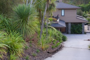 palms by driveway