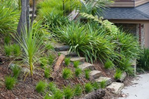 palms surrounding steps