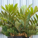 Century Plant - Palm