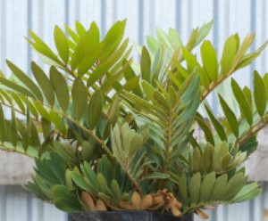 Century Plant - Palm